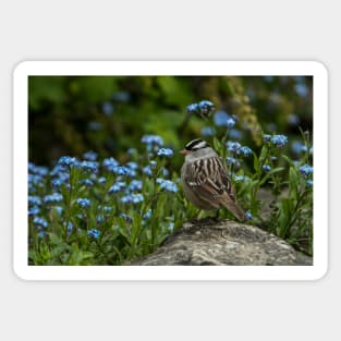 White Crowned Sparrow Sticker